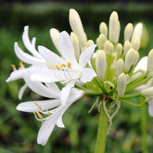 Agapanthus praecox 'Perpetual Peace'