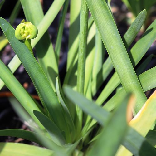 Agapanthus praecox 'Perpetual Peace'