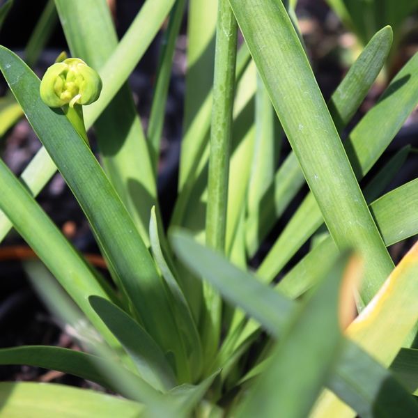 Agapanthus praecox 'Perpetual Peace'