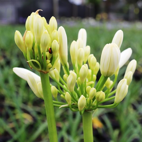 Agapanthus praecox 'Perpetual Peace'