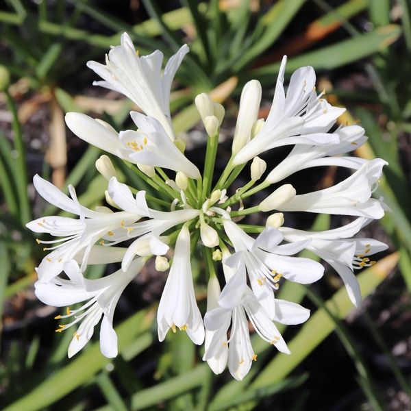 Agapanthus praecox 'Perpetual Peace'