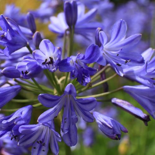 Agapanthus praecox 'Sea Storm' pbr