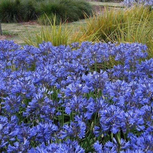 Agapanthus praecox 'Sea Storm' pbr