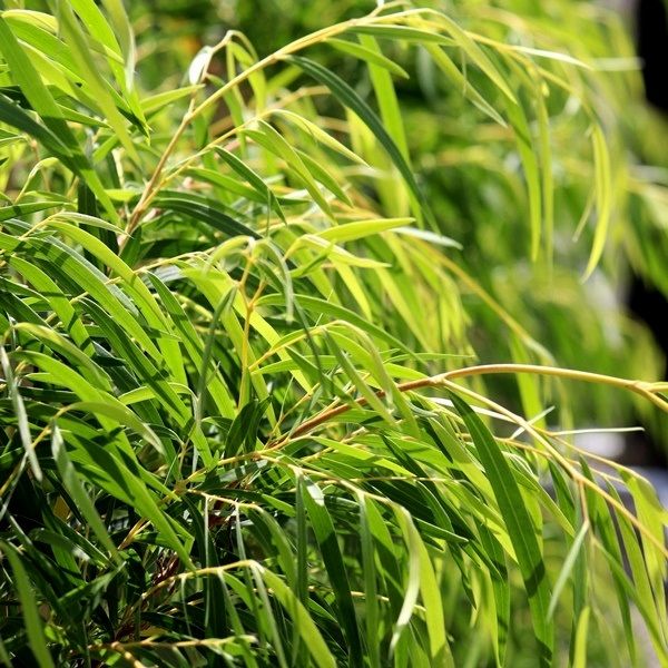 Agonis flexuosa 'Lemon & Lime' pbr Warners Nurseries