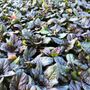 Ajuga reptans 'Catlins Giant'