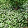 Ajuga reptans 'Catlins Giant'