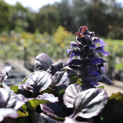 Ajuga reptans 'Catlins Giant'