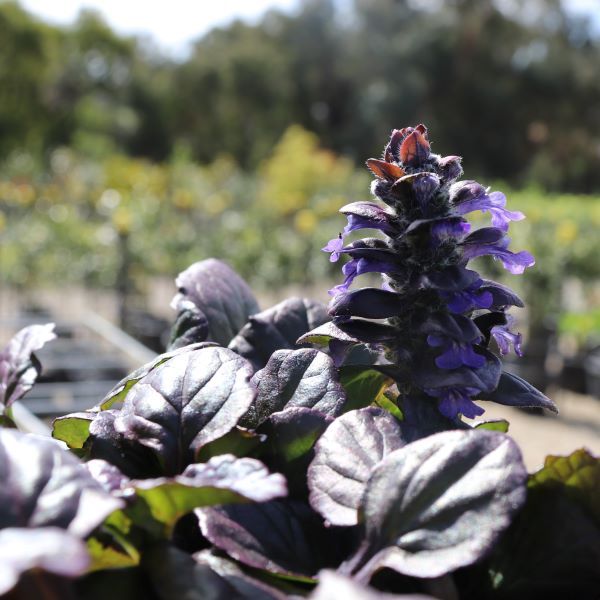 Ajuga reptans 'Catlins Giant'