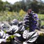 Ajuga reptans 'Catlins Giant'