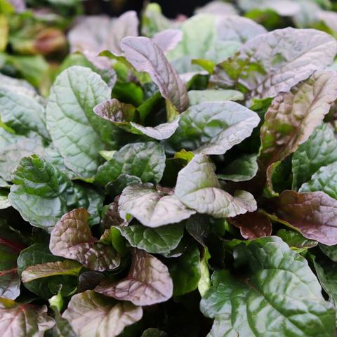 Ajuga reptans Purpurea