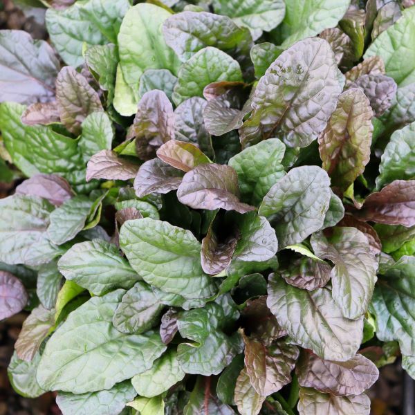 Ajuga reptans Purpurea