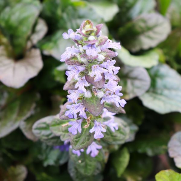 Ajuga reptans Purpurea