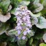 Ajuga reptans Purpurea