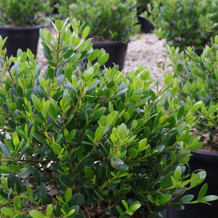 Alyxia buxifolia