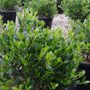 Alyxia buxifolia