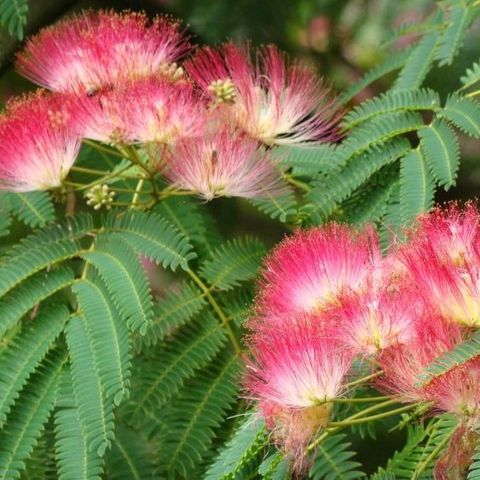 Albizia julibrissin