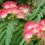 Albizia julibrissin