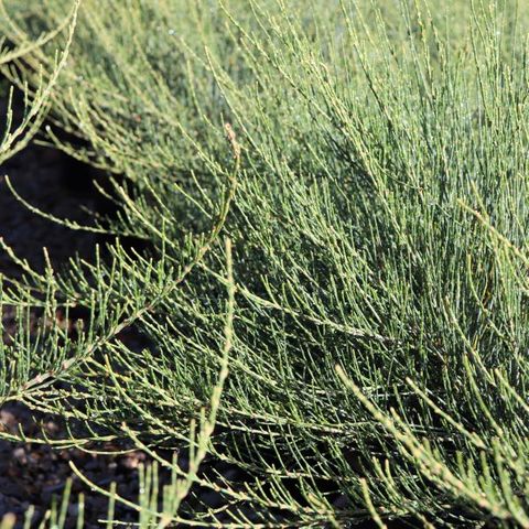 Allocasuarina monilifera 'Red Fox'