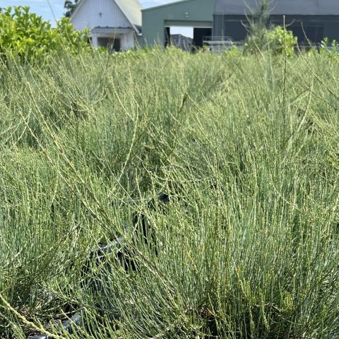 Allocasuarina monilifera 'Red Fox'