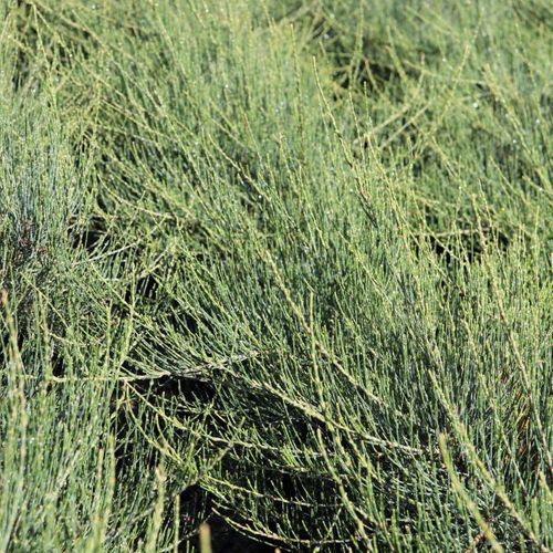 Allocasuarina monilifera 'Red Fox'