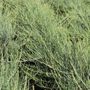 Allocasuarina monilifera 'Red Fox'