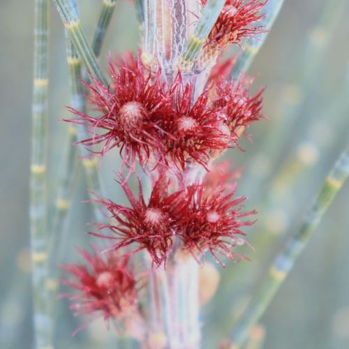 Allocasuarina monilifera 'Red Fox'