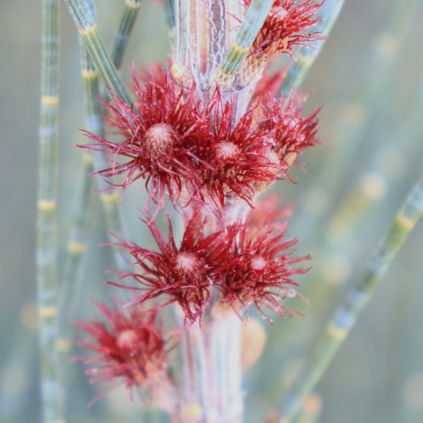 Allocasuarina monilifera 'Red Fox'
