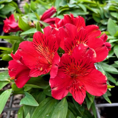 Alstroemeria 'Inca Fire'