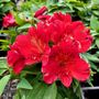 Alstroemeria 'Inca Fire'