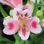 Alstroemeria 'Inca Flamingo'