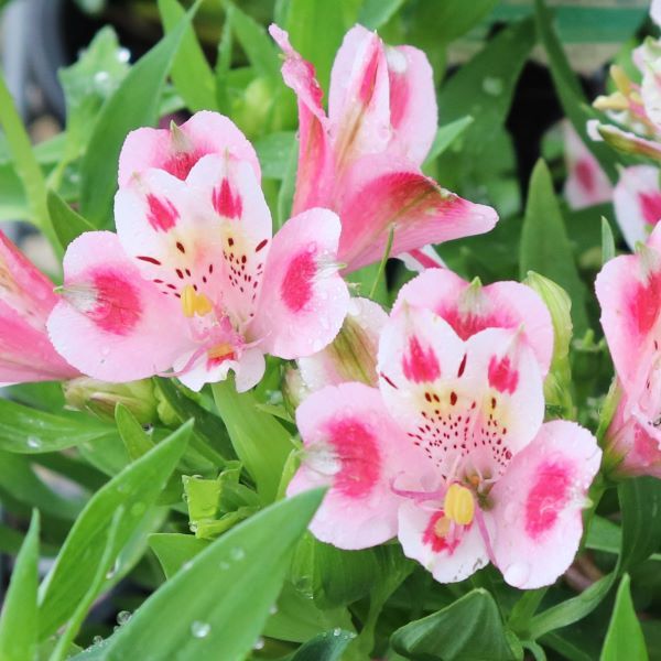 Alstroemeria 'Inca Flamingo'