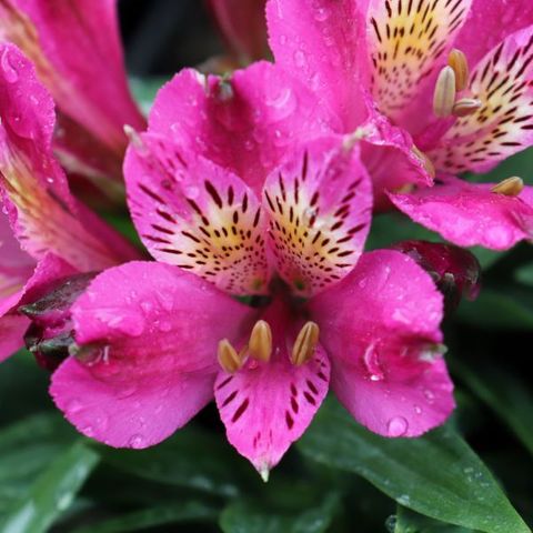 Alstroemeria 'Inca Goal'