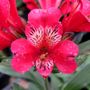 Alstroemeria 'Inca Lolly'