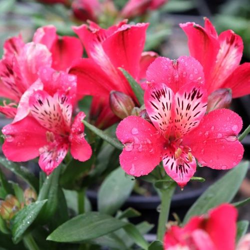 Alstroemeria 'Inca Lolly'