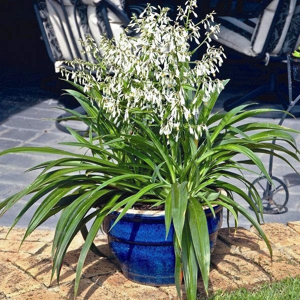 Arthropodium cirratum 'Te Puna'