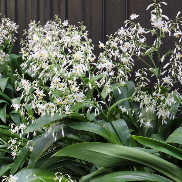 Arthropodium cirratum 'Matapouri Bay'