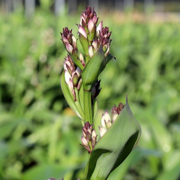 Arthropodium cirratum 'Matapouri Bay'