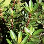 Arbutus unedo