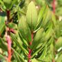 Arbutus unedo