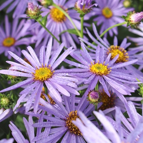 Aster x frikartii 'Monch'