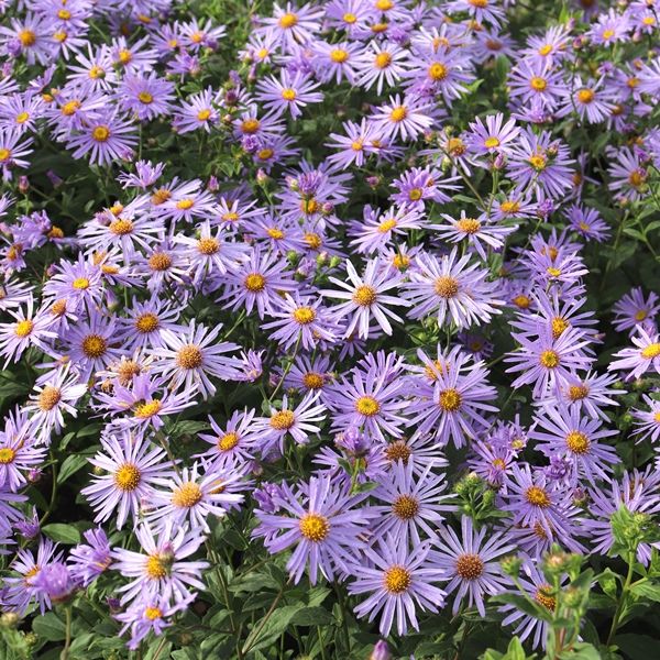 Aster x frikartii 'Monch'