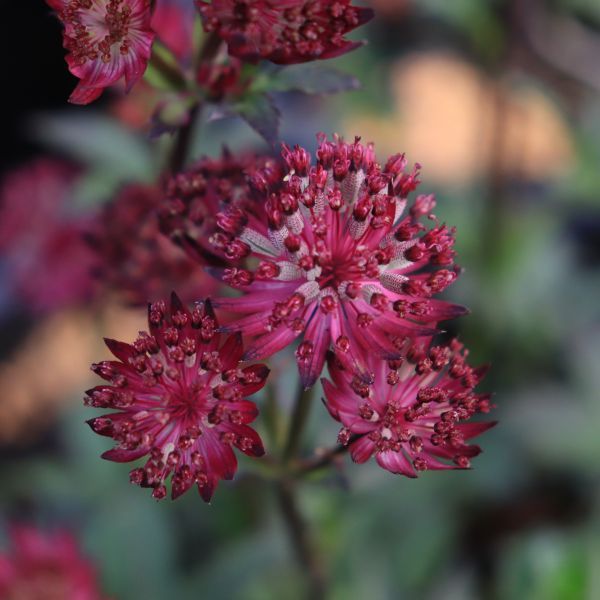 Astrantia major 'Claret'