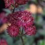 Astrantia major 'Claret'