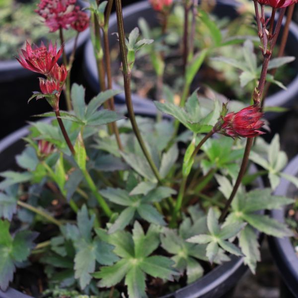 Astrantia major 'Claret'
