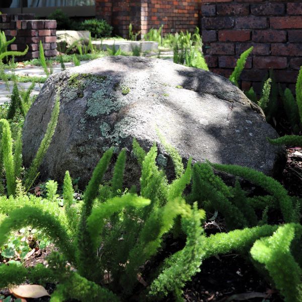 Asparagus densiflorus 'Myersii' Warners Nurseries