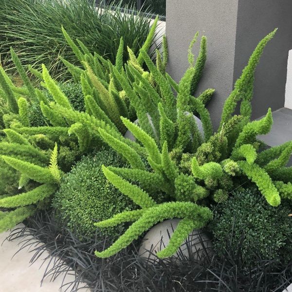 Asparagus densiflorus 'Myersii' Warners Nurseries