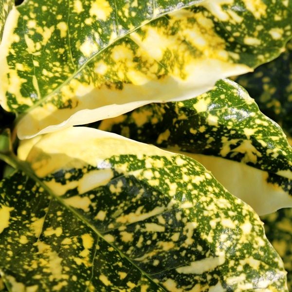 Aucuba japonica 'Variegata'