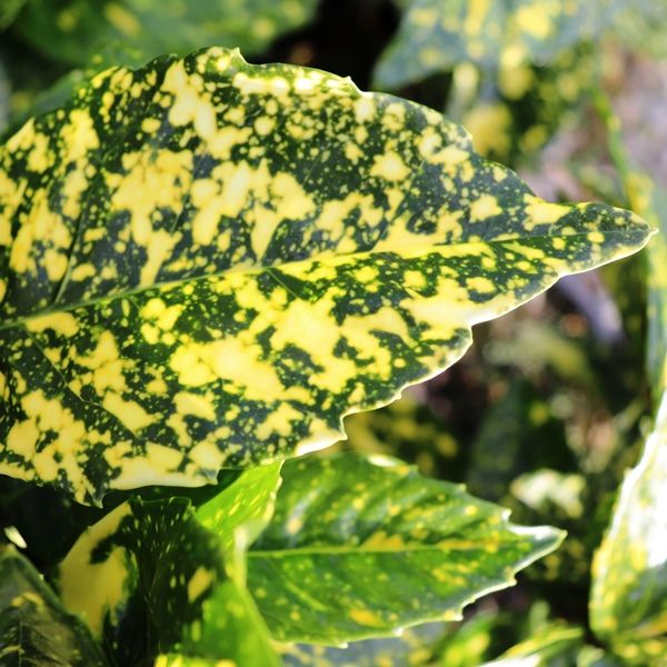 Aucuba japonica 'Variegata'