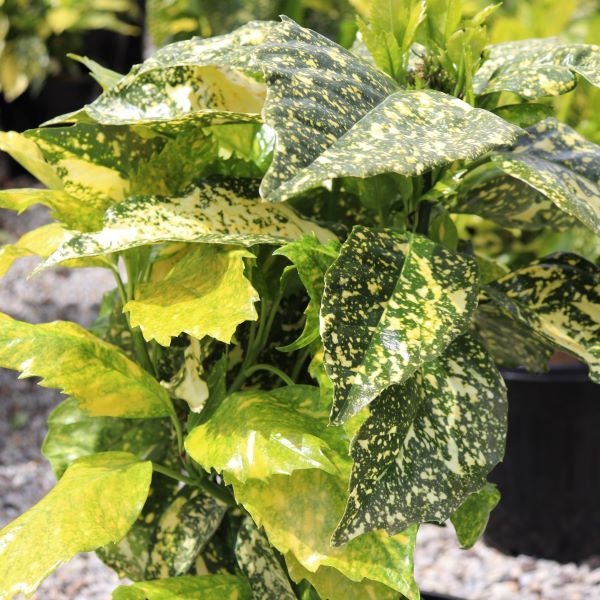 Aucuba japonica 'Variegata'