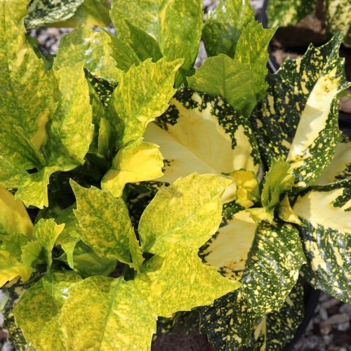 Aucuba japonica 'Variegata'